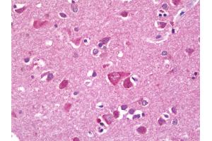 Anti-RPL38 / L38 antibody IHC staining of human brain, cortex.