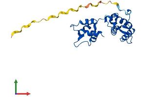 AlphaFold protein structure predicition of Mouse Recombinant Myl4 Protein, UniprotID P09541