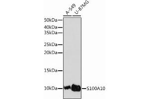 Western blot analysis of extracts of various cell lines, using S100 Rabbit mAb (ABIN7270122) at 1:1000 dilution. (S100A10 Antikörper)