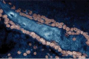 Immunohistochemical staining on a rabbit brain tissue section with the Mouse Anti-Yes antibody. (YES1 Antikörper  (AA 10-193))