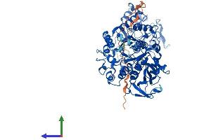 AlphaFold protein structure predicition of Mouse Recombinant Slc3a1 Protein, UniprotID Q91WV7