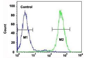 Flow cytometric analysis of Jurkat cells (right histogram) and a negative control cell (left histogram) reacted with RPS6KB2 monoclonal antibody  at 1:10-1:50 dilution. (RPS6KB2 Antikörper)