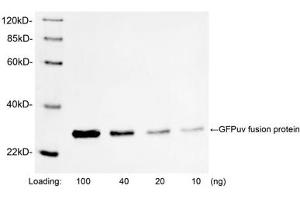 Western blot analysis of GFPuv fusion protein using 1 µg/mL Rabbit Anti-GFP Polyclonal Antibody (ABIN398857) The signal was developed with IRDyeTM 800 Conjugated Goat Anti-Rabbit IgG. (GFP Antikörper)
