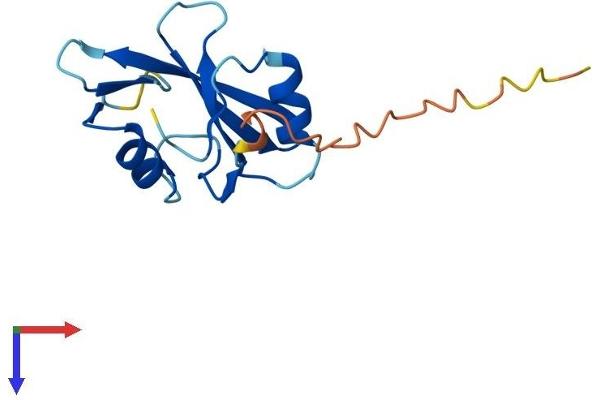SH2D1B Protein (AA 1-132) (His tag)