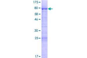 LSM14A Protein (AA 1-463) (GST tag)