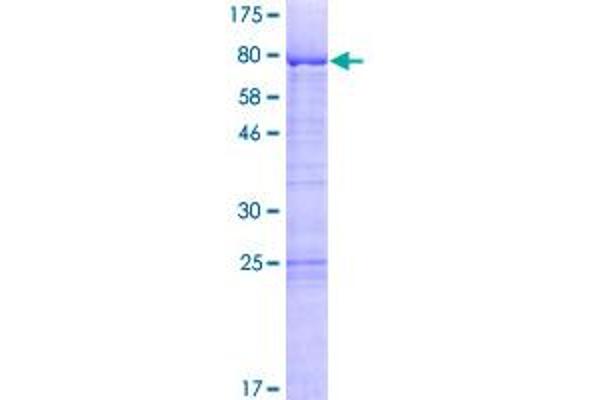 LSM14A Protein (AA 1-463) (GST tag)