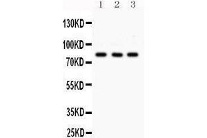 Western Blotting (WB) image for anti-Sp3 Transcription Factor (Sp3) (AA 569-599), (C-Term) antibody (ABIN3043350) (Sp3 Antikörper  (C-Term))