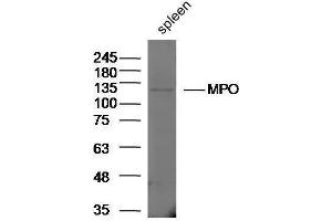 Rat spleen lysates probed with Rabbit Anti-MPO Polyclonal Antibody, Unconjugated  at 1:5000 for 90 min at 37˚C. (Myeloperoxidase Antikörper  (AA 678-745))