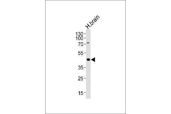 HuC/ELAVL3 anticorps  (N-Term)