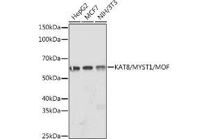 Western blot analysis of extracts of various cell lines, using K/MYST1/MOF Rabbit mAb (ABIN7268063) at 1:1000 dilution. (MYST1 Antikörper)