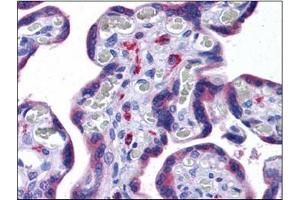 Human Placenta: Formalin-Fixed, Paraffin-Embedded (FFPE) (NLRC3 Antikörper)