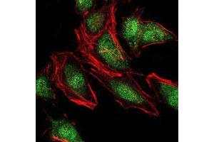 Immunofluorescence analysis of HeLa cells using NEDD8 monoclonal antibody, clone 5B8  (green).