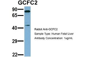 Host: Rabbit   Target Name: GCFC2   Sample Tissue: Human Fetal Liver  Antibody Dilution: 1. (GCFC2 Antikörper  (N-Term))