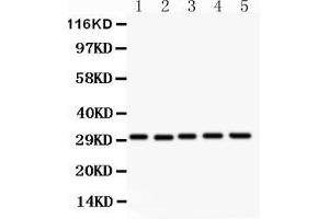 Anti- CD82 Picoband antibody, Western blottingAll lanes: Anti CD82  at 0. (CD82 Antikörper  (AA 98-267))