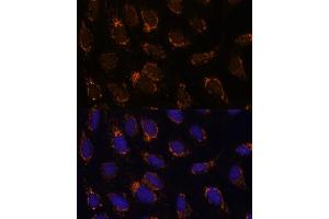 Immunofluorescence analysis of U-2 OS cells using TSFM Polyclonal Antibody (ABIN7271022) at dilution of 1:100 (40x lens). (TSFM Antikörper  (AA 245-346))