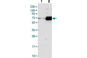 Western blot analysis of Lane 1: Negative control (vector only transfected HEK293T lysate), Lane 2: Over-expression Lysate (Co-expressed with a C-terminal myc-DDK tag (~3. (FAM198B Antikörper)
