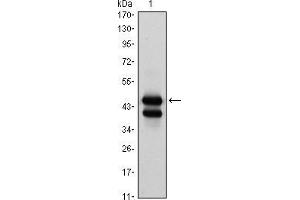Western blot analysis using GATA1 mouse mAb against K562 (1) cell lysate.