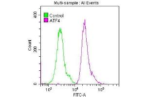 Overlay histogram showing Hela cells stained with ABIN7127347 (red line) at 1:50. (Rekombinanter ATF4 Antikörper)