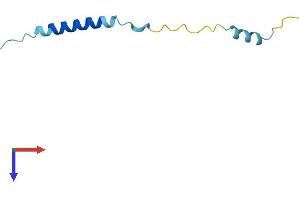 Mitochondrially Encoded ATP Synthase 8 (MT-ATP8) (AA 1-67) protein (Fc Tag)