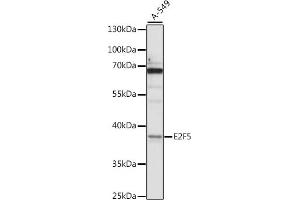 Western blot analysis of extracts of A-549 cells, using E2F5 antibody (ABIN7266878) at 1:1000 dilution. (E2F5 Antikörper  (AA 197-346))