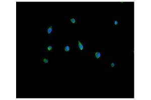 IF analysis of Peroxiredoxin 5 using anti-Peroxiredoxin 5 antibody (ABIN3043906). (Peroxiredoxin 5 Antikörper  (AA 66-198))
