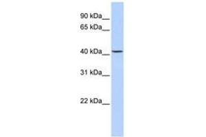 Image no. 1 for anti-Jumonji Domain Containing 5 (JMJD5) (N-Term) antibody (ABIN6742396) (JMJD5 Antikörper  (N-Term))