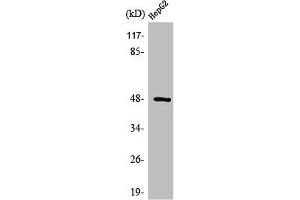 Western Blot analysis of HepG2 cells using Strad Polyclonal Antibody (STRADA Antikörper  (N-Term))