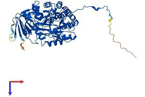 DPYS Protein (AA 1-519) (His tag)