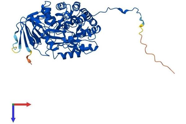 DPYS Protein (AA 1-519) (His tag)