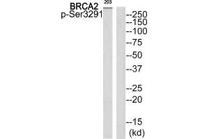 Western Blotting (WB) image for anti-Breast Cancer 2, Early Onset (BRCA2) (pSer3291) antibody (ABIN1847878) (BRCA2 Antikörper  (pSer3291))
