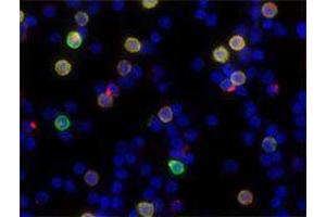 Immunofluorescence (IF) image for anti-Granzyme A (Granzyme 1, Cytotoxic T-Lymphocyte-Associated serine Esterase 3) (GZMA) antibody (Alexa Fluor 594) (ABIN2656845) (GZMA Antikörper  (Alexa Fluor 594))