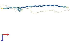 H1 Histone Family, Member N, Testis-Specific (H1FNT) (AA 1-398) protein (His tag)