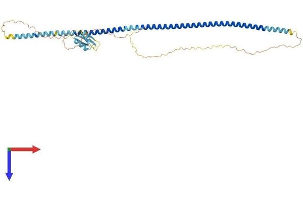H1 Histone Family, Member N, Testis-Specific (H1FNT) (AA 1-398) protein (His tag)