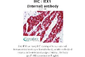 Image no. 1 for anti-Immediate Early Response 3 (IER3) (Internal Region) antibody (ABIN1735769) (IER3 Antikörper  (Internal Region))