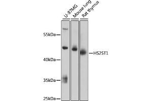 Western blot analysis of extracts of various cell lines, using HS2ST1 antibody (ABIN6130461, ABIN6141993, ABIN6141994 and ABIN6217971) at 1:3000 dilution.