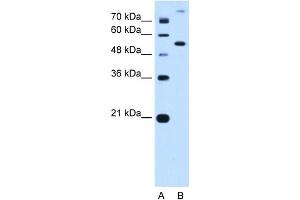 PPAT antibody - N-terminal region  validated by WB using HepG2 Cell Lysate at 0.