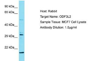 Host: Rabbit Target Name: ODF3L2 Sample Type: MCF7 Whole Cell lysates Antibody Dilution: 1. (ODF3L2 Antikörper  (C-Term))