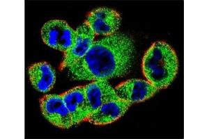 Immunofluorescence (IF) image for anti-Suppressor of Cytokine Signaling 4 (SOCS4) (AA 227-254) antibody (ABIN3029046)