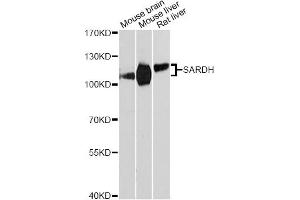 Western blot analysis of extracts of various cell lines, using SARDH Antibody. (SARDH Antikörper)