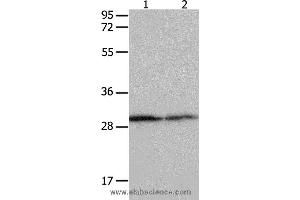 Western blot analysis of Hela cell and mouse kidney tissue  , using YWHAB Polyclonal Antibody at dilution of 1:550 (YWHAB Antikörper)