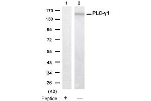 Image no. 2 for anti-phospholipase C, gamma 1 (PLCG1) (Tyr771) antibody (ABIN319399) (Phospholipase C gamma 1 Antikörper  (Tyr771))