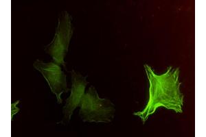 Immunofluorescence of monoclonal antibody to ACTA2 on HeLa cell. (Smooth Muscle Actin Antikörper  (AA 1-377))