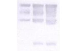 Image no. 1 for anti-Nidogen 1 (NID1) antibody (ABIN341124)