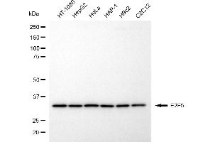 anti-E2F5 (E2F5) antibody