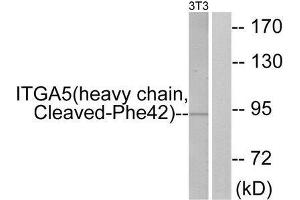 Western Blotting (WB) image for anti-Integrin, alpha 5 (ITGA5) (Cleaved-Phe42), (N-Term) antibody (ABIN1853564) (ITGA5 Antikörper  (Cleaved-Phe42, N-Term))