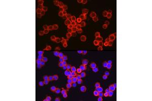 Immunofluorescence (IF) image for anti-Integrin alpha M (ITGAM) (AA 145-340) antibody (ABIN3022180)