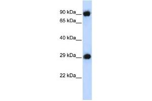 PSMA3 antibody used at 1 ug/ml to detect target protein. (PSMA3 Antikörper)