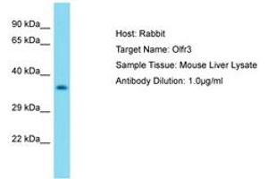 Image no. 1 for anti-Olfactory Receptor 1J1 (OR1J1) (AA 181-230) antibody (ABIN6750428)