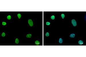 ICC/IF Image NANOG antibody [N3C3] detects NANOG protein at nucleus by immunofluorescent analysis.