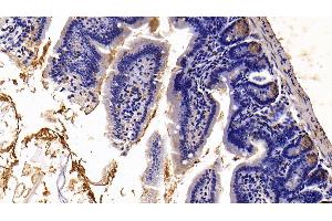 Detection of TFF2 in Mouse Small intestine Tissue using Polyclonal Antibody to Trefoil Factor 2 (TFF2) (Trefoil Factor 2 Antikörper  (AA 25-127))